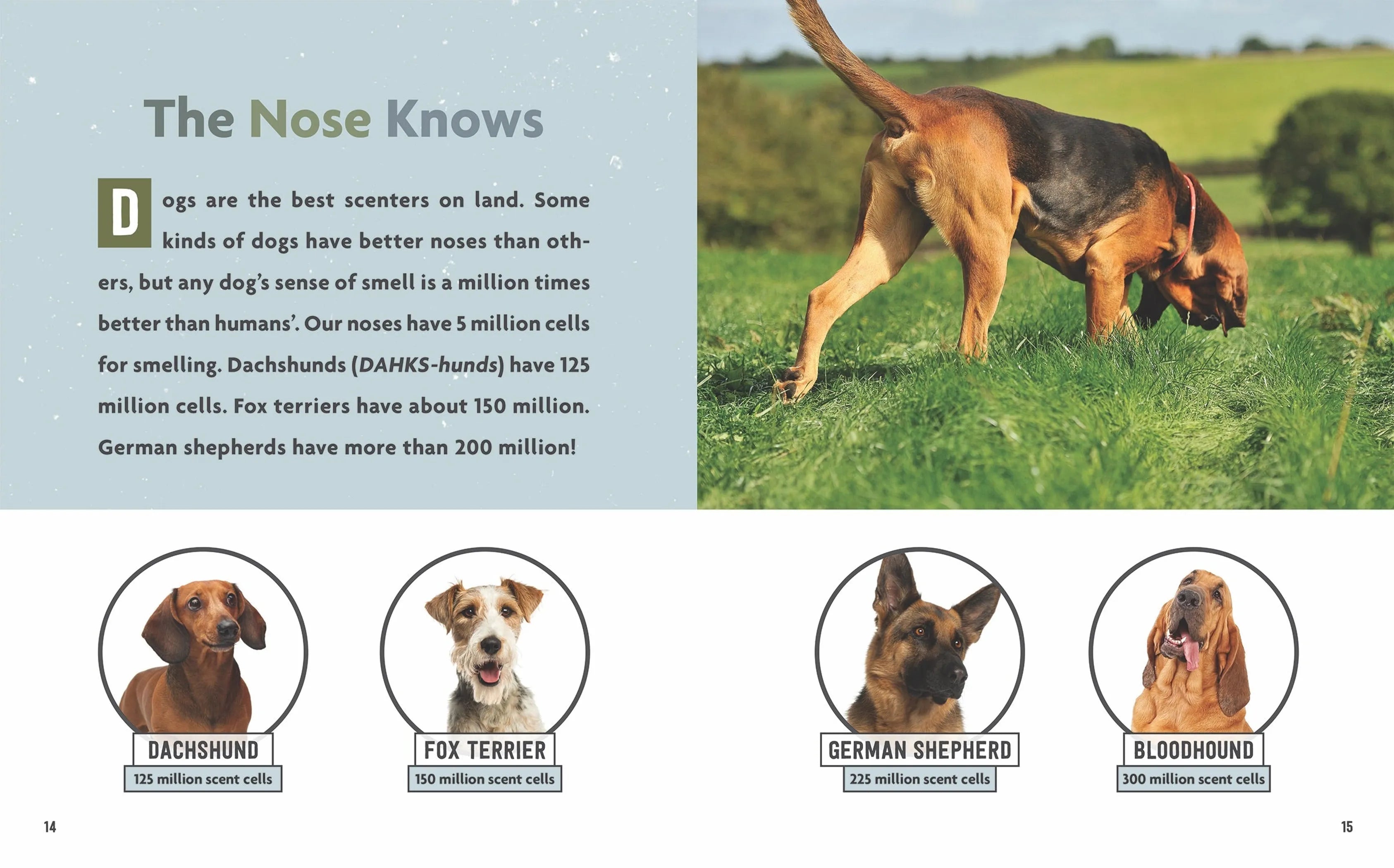 A Dog's Life Series